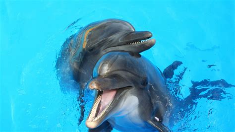 Animated Dolphin Screensavers Wallpaper 46 Images
