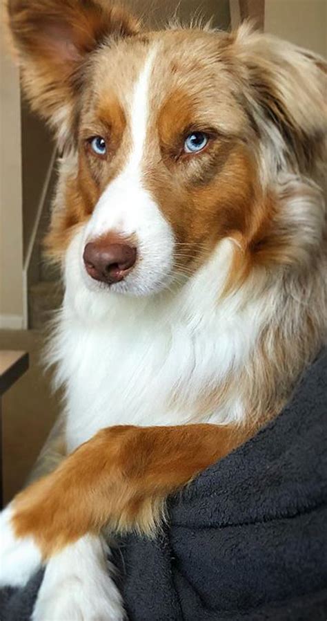 This Color With Green Eyes Is My Wish So Pretty Australian Shepherd