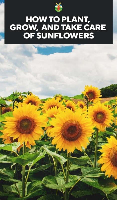 Try to plant the seeds as. Growing Sunflowers: How to Plant, Grow, and Take Care of ...
