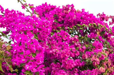 Dipladenia pianta sempreverde rampicante che produce fiori colorati, rallegrando con cascate variopinte sia i nostri giardini sia muri e muretti di cinta. Pianta Rampicante Fiore Viola - Weihnachtsdeko Selber Machen