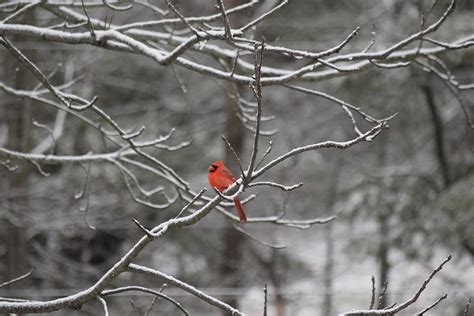 Lonely Cardinal On A Snowy Branch Photograph By Suzanne Taylor