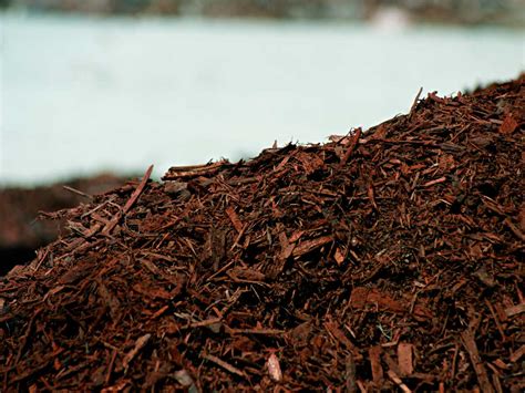 Soiled related definitions for soiled: Mulch: Powerful Tool for Organic Growers | Grow Weed Easy
