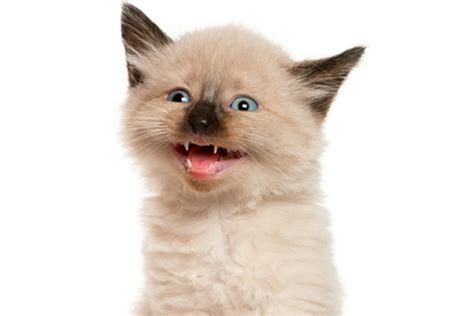 Cat Panting — Why Do Cats Pant And What To Do About Cats Panting Cat