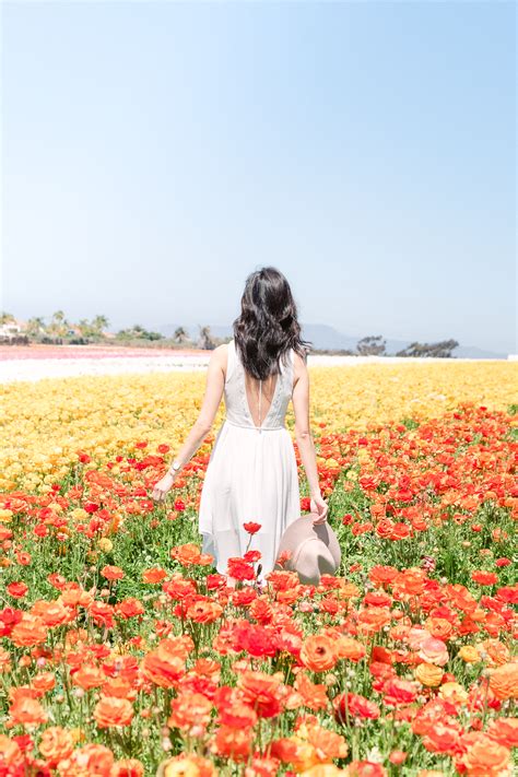 This annual burst of color at the flower fields in carlsbad is a favorite sight for locals in san diego north county, welcoming the arrival of spring here in southern california. The Flower Fields in Carlsbad - Travel and Photography ...
