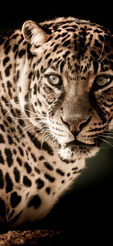 Leopard Wallpaper 4k Wildcat Wildlife