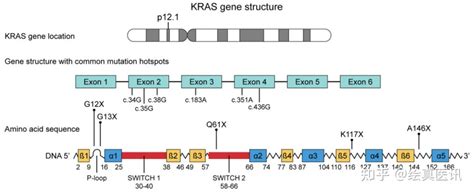 Kras G12c共突变非小细胞肺癌多亚组疗效分析研究，索托雷塞表现优异！ 知乎
