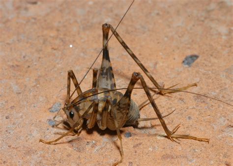 What do camel crickets do? 実は人間に害はない!カマドウマの高画質な画像まとめ | 写真まとめサイト Pictas