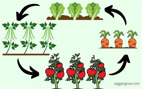 What Is Crop Rotation And Why Is It Important Veggies Grow