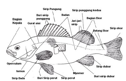 Morfologi Ikan Lalaukan