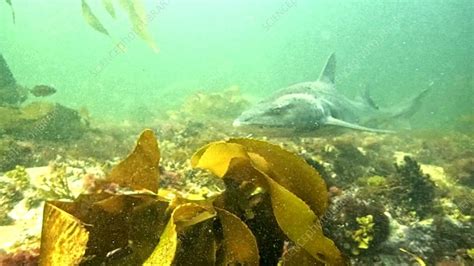 Spotted Gully Shark Stock Video Clip K0100184 Science Photo Library