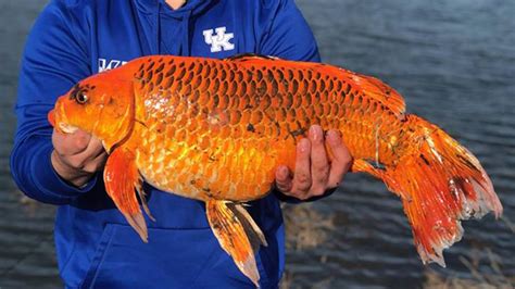 Giant Goldfish Possible 20 Pounder Stuns Fisherman