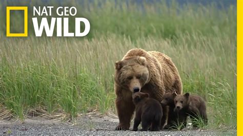 A Bear Cub Gets Lost Destination Wild Youtube