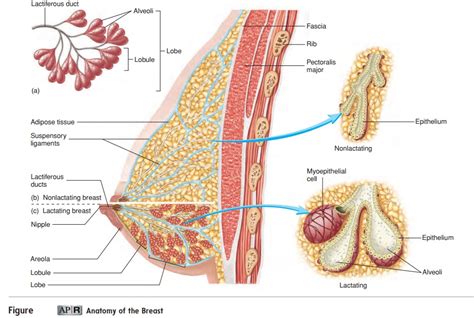 Mammary Glands And Anatomy Of The Breast Female Reproductive System