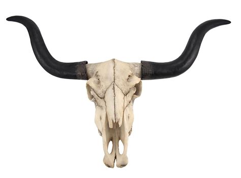 Long Horn Cow Skull Wall Hanging Longhorn Steer Home And Kitchen
