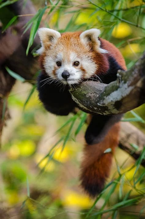 Djur Röd Panda Söt Träd Vilda Djur Och Växter Zoo Söt Tapeter
