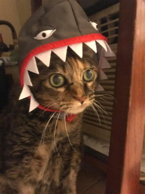 Cat Shark Shark Mask Shark Costumes Amusing Cute Cats Cute