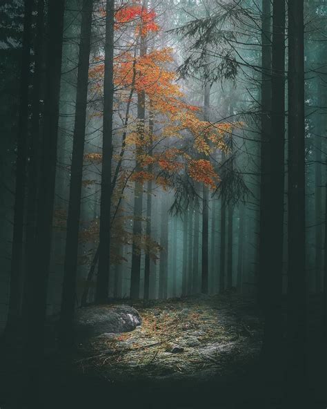 Mystical Forest Photography in Sweden by Gran Ebenhart