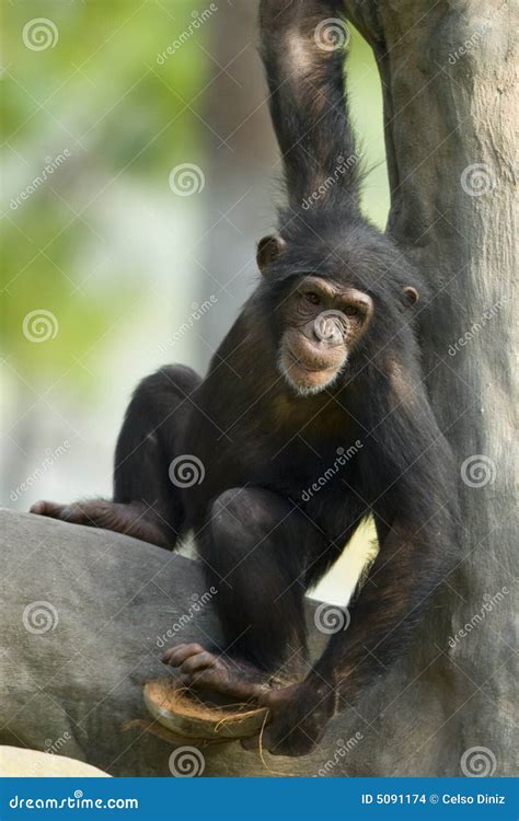 Chimpanzee In Tree Stock Photo Image Of Nature Animal 5091174