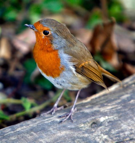 Advent Blogging For Advent Robins