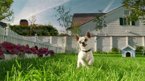 However, when my poodles were puppies, it was the only food that didn't upset with homemade dog food, you can select whole food ingredients that you would eat yourself. Iams TV Commercial for Not A Vegetarian - iSpot.tv
