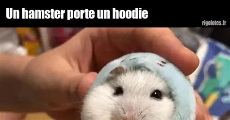Un Hamster Porte Un Hoodie Blagues Et Les Meilleures Images Drôles