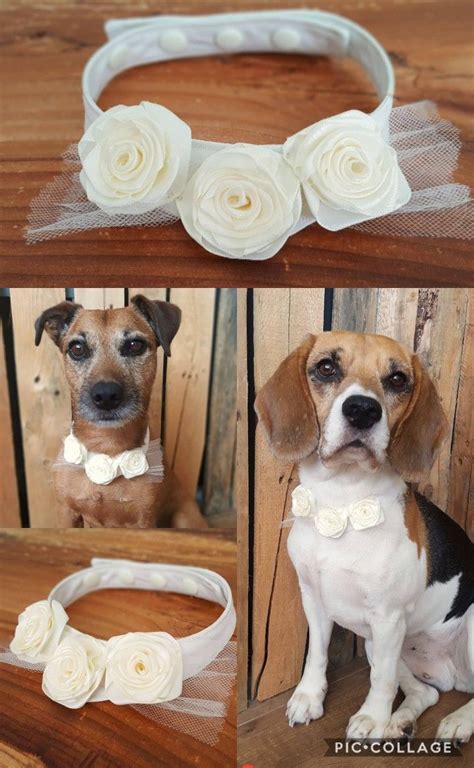 Ivory Rose Flower Dog Collar Cute Wedding Attire For Dog Bridesmaids