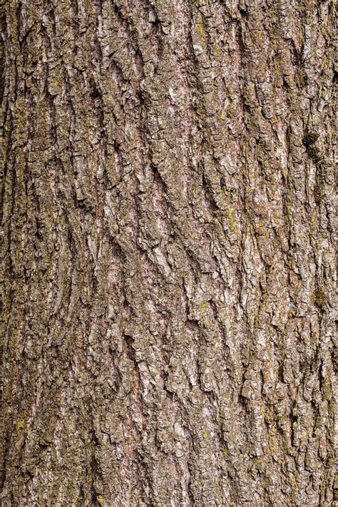 Charming Texture Of The Bark Of A Lovely Linden Tree Stock Photo
