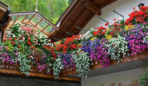 Fiori e coltivazione per l'appartamento o l'esterno. Fiori da balcone pendenti: 3 piante a cascata facili da ...