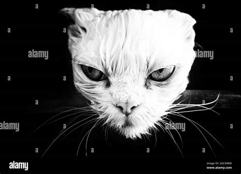 Angry Wet Cat Stock Photo Alamy