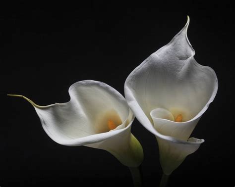 Two Calla Lilies Photography By George Oze Saatchi Art