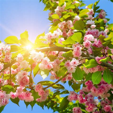 Spring Flowers Beautifully Blossoming Tree Cherry Branch Stock Image