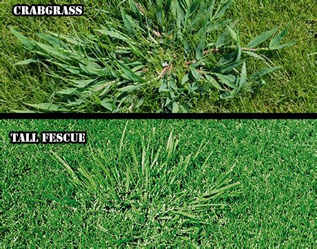 Two species are common in tar heel tall fescue withstands more foot traffic on the lawn than does the variety justice. Lawn Mowers » Blog Archive Tall Fescue - Lawn Mowers