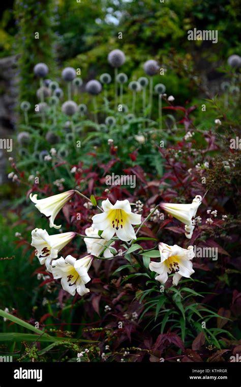 Lilium Browniililylilieswhiteflowerflowerstrumpetfloweringplant