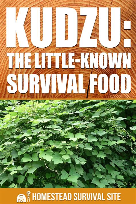 Kudzu The Little Known Survival Food