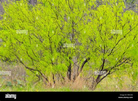 Spring Foliage On Mesquite Prosopis Trees In Texas Hill Country