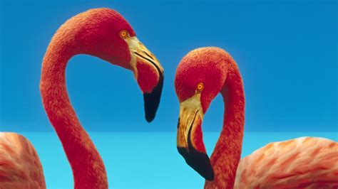 Animals Flamingos Birds Wallpapers Hd Desktop And Mobile Backgrounds