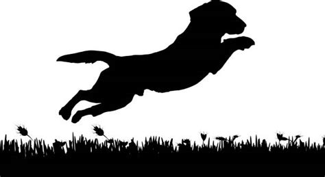 Best Dog Jumping Illustrations Royalty Free Vector Graphics And Clip Art