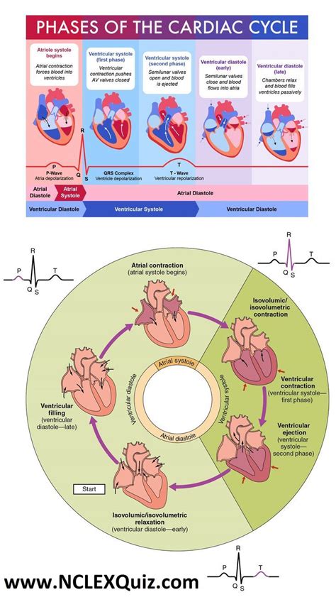 Nclex Cheat Sheets Phases Of The Cardiac Cycle Pqrst Wave For Nursing