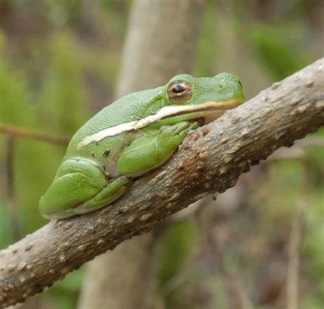 I would never imagine to find a frog in my own backyard. Found this little guy in my yard! I think it is an ...