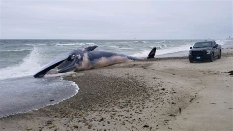 Enormous Dead Whale Washes Ashore On Massachusetts Beach Fox News