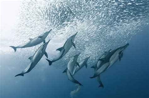 Dolphins Pod Underwater Photography Dolphins Common Dolphin
