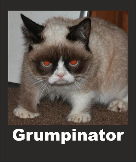 [image 547715] Grumpy Cat Know Your Meme