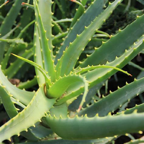 Yes, cactus compost can be used to plant aloe vera. 100Pcs Aloe Vera Seeds Edible Succulent Rare Herbal ...