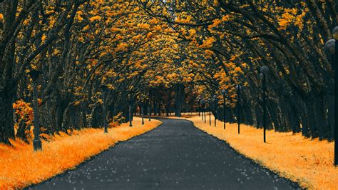 Autumn Road Nature 4k Wallpaper Umah Gambar