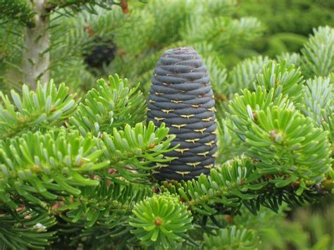 Maybe you would like to learn more about one of these? Siberian Fir, Albies sibirica - monoterpenes, esters ...