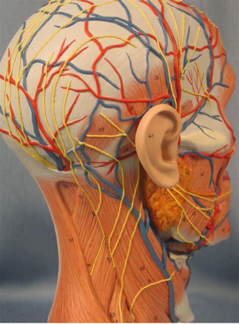 Half Head Model Diagram Quizlet