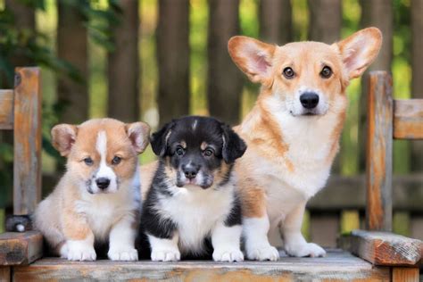 Corgi Puppies In Massachusetts Top 5 Breeders 2023 We Love Doodles