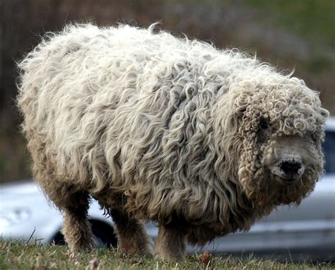 Sheep Breeds Greyface Dartmoor Plutonium Muffins