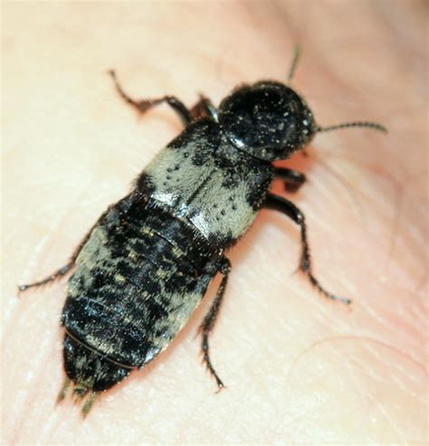 Hairy Rove Beetle Creophilus Maxillosus