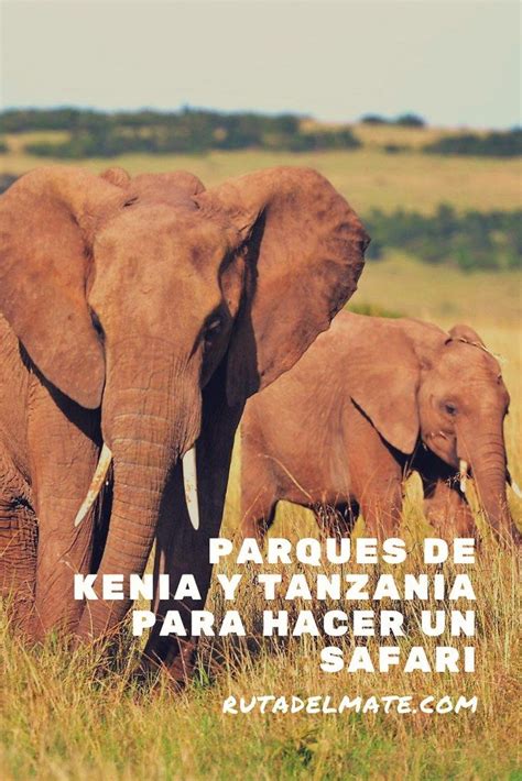 Los Mejores Parques De Kenia Y Tanzania Para Hacer Un Safari Ruta Del